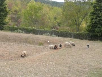 DOMAINE DE COLOMBE - Environnement champêtre - Crédit : Gîtes de France