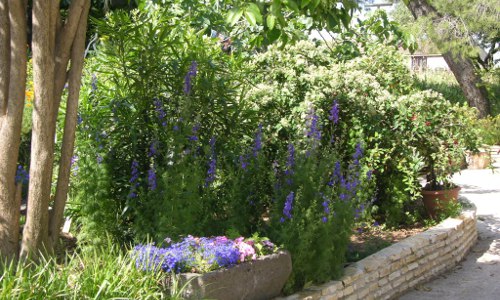 Bessan Les bleuets PAUL - © otpvh