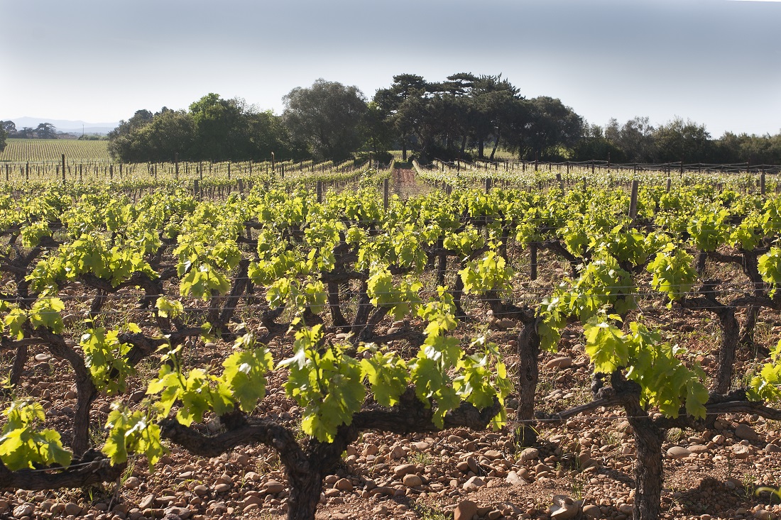 DOMAINE DECALAGE