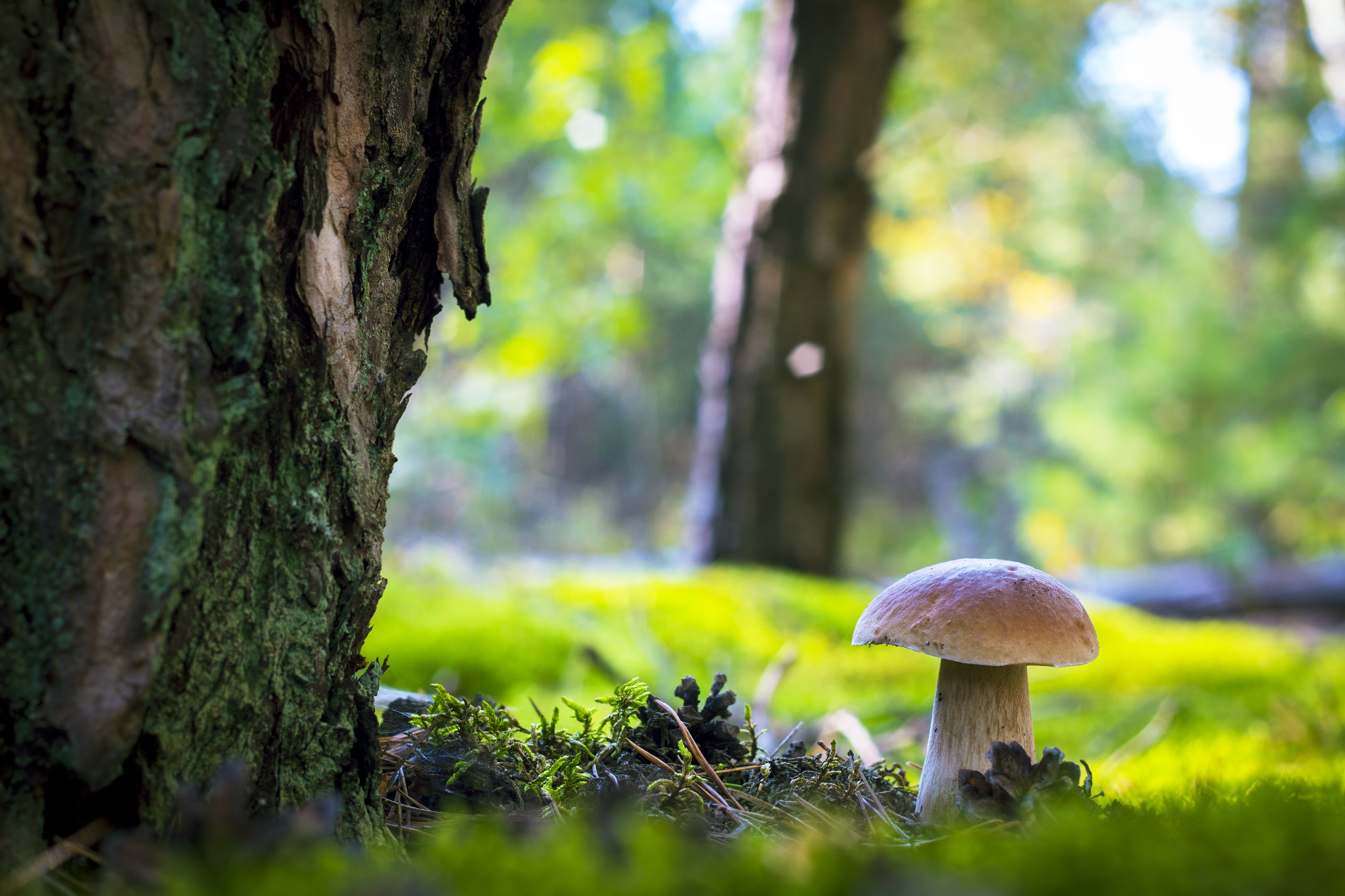 13-11_les-champignons©shutterstock_1817677691
