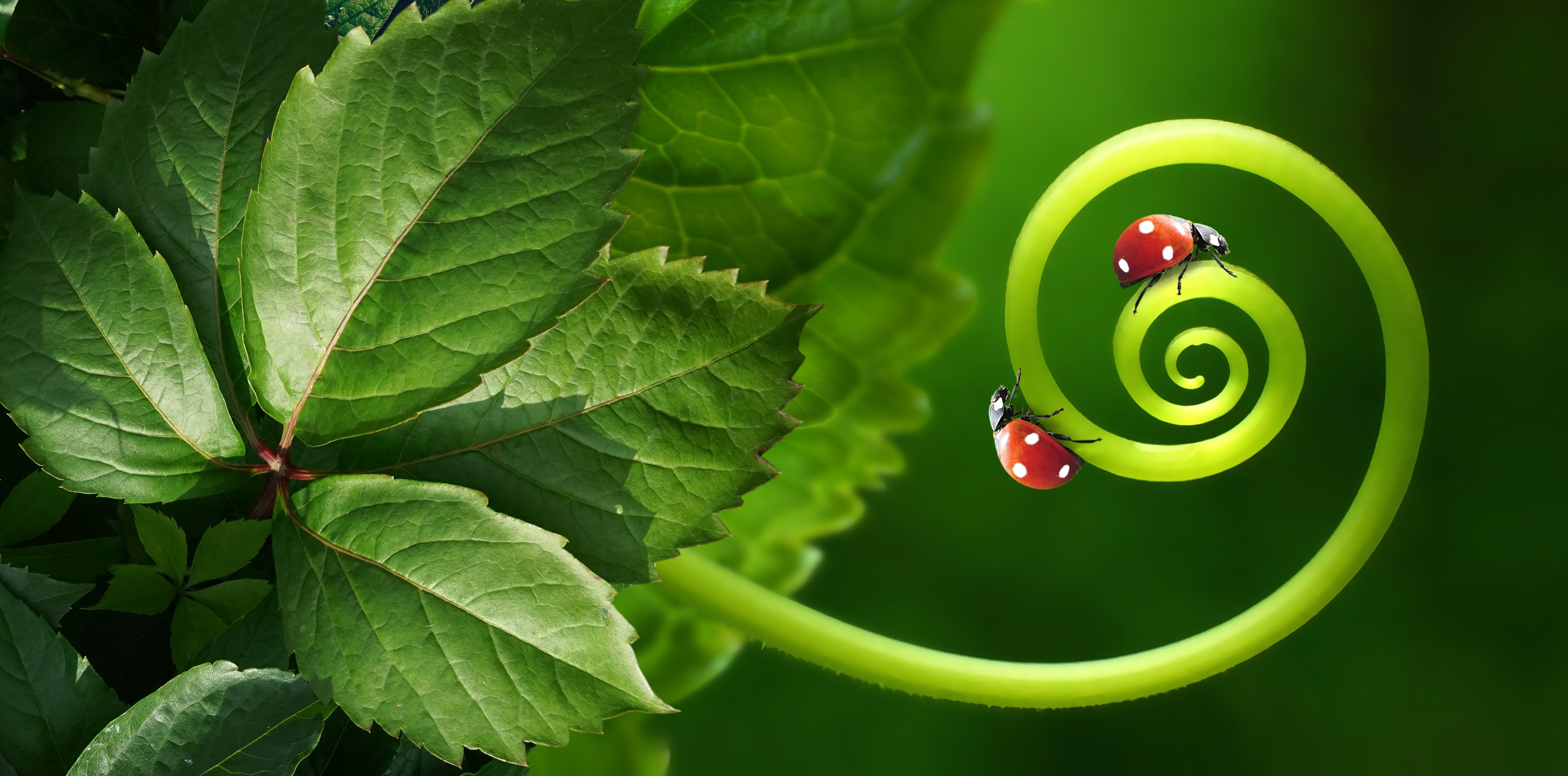 14-11_etonnante-vie-plantes©shutterstock_1499706515