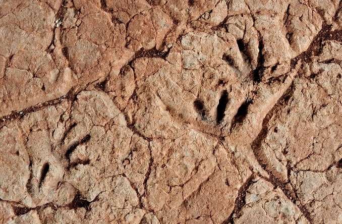 LA LIEUDE : SUR LES TRACES DES ANIMAUX DES TEMPS GÉOLOGIQUES