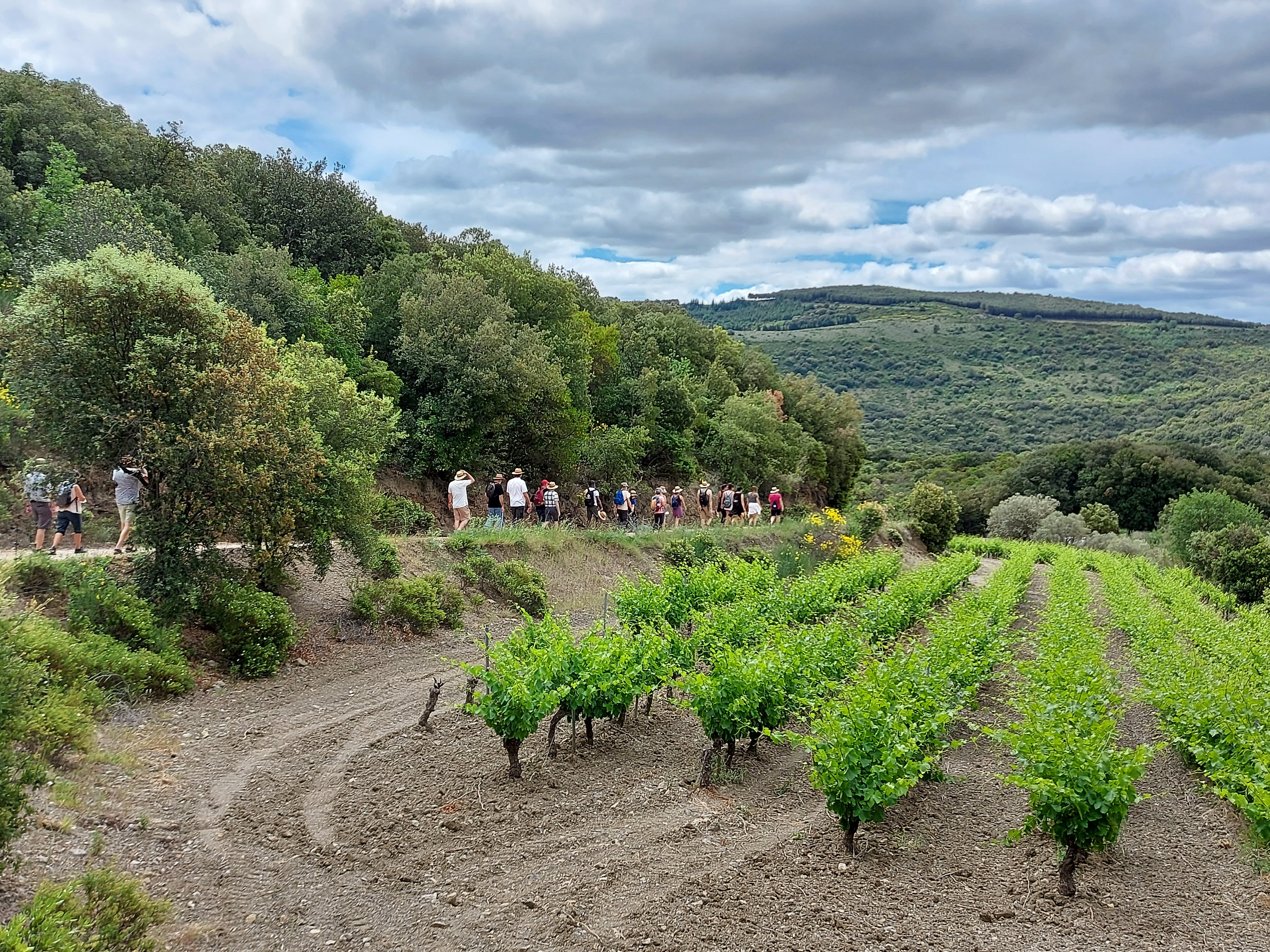 VINS, VIGNES ET TERROIRS