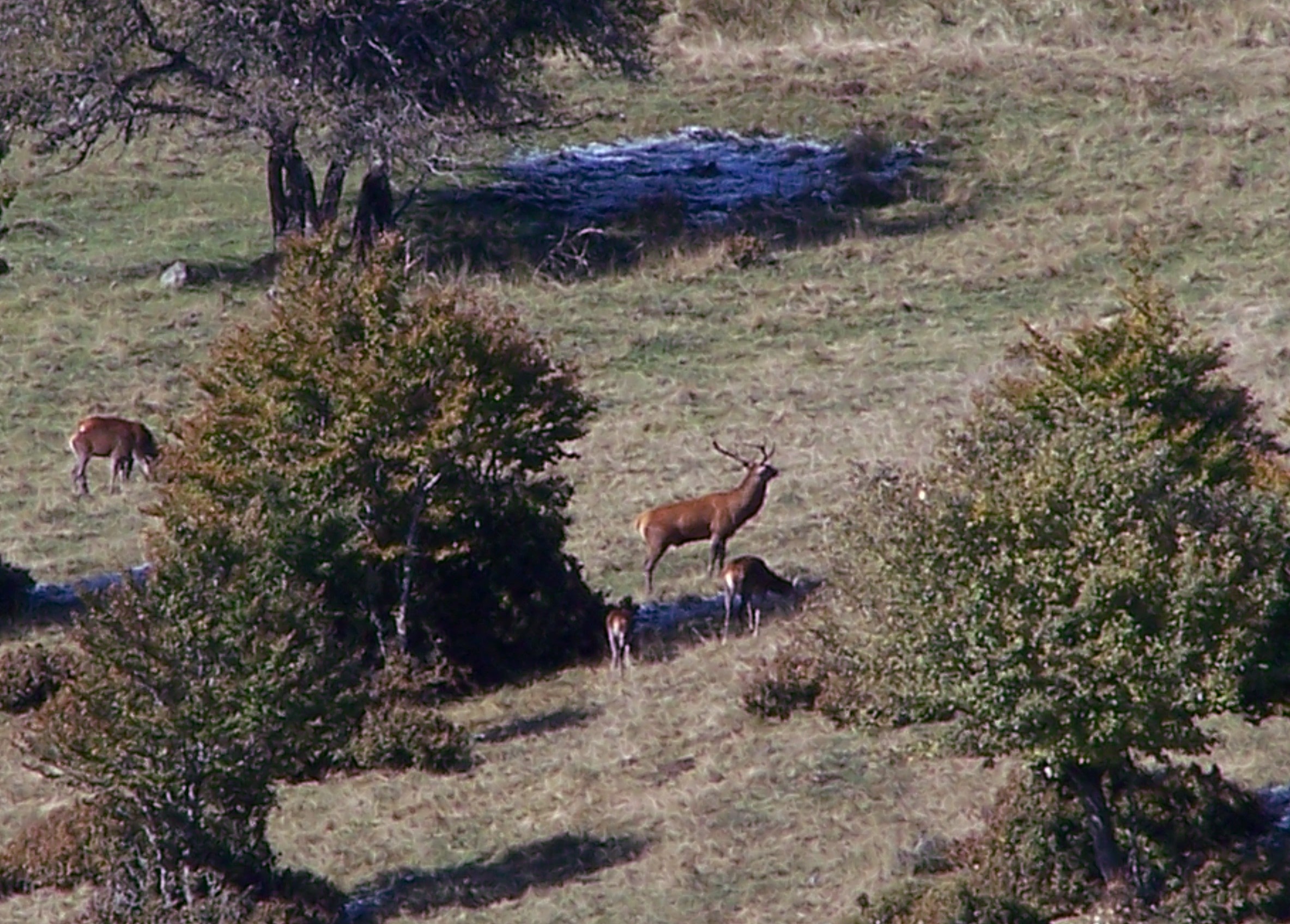 OBSERVATION ET ÉCOUTE DU BRAME DU CERF