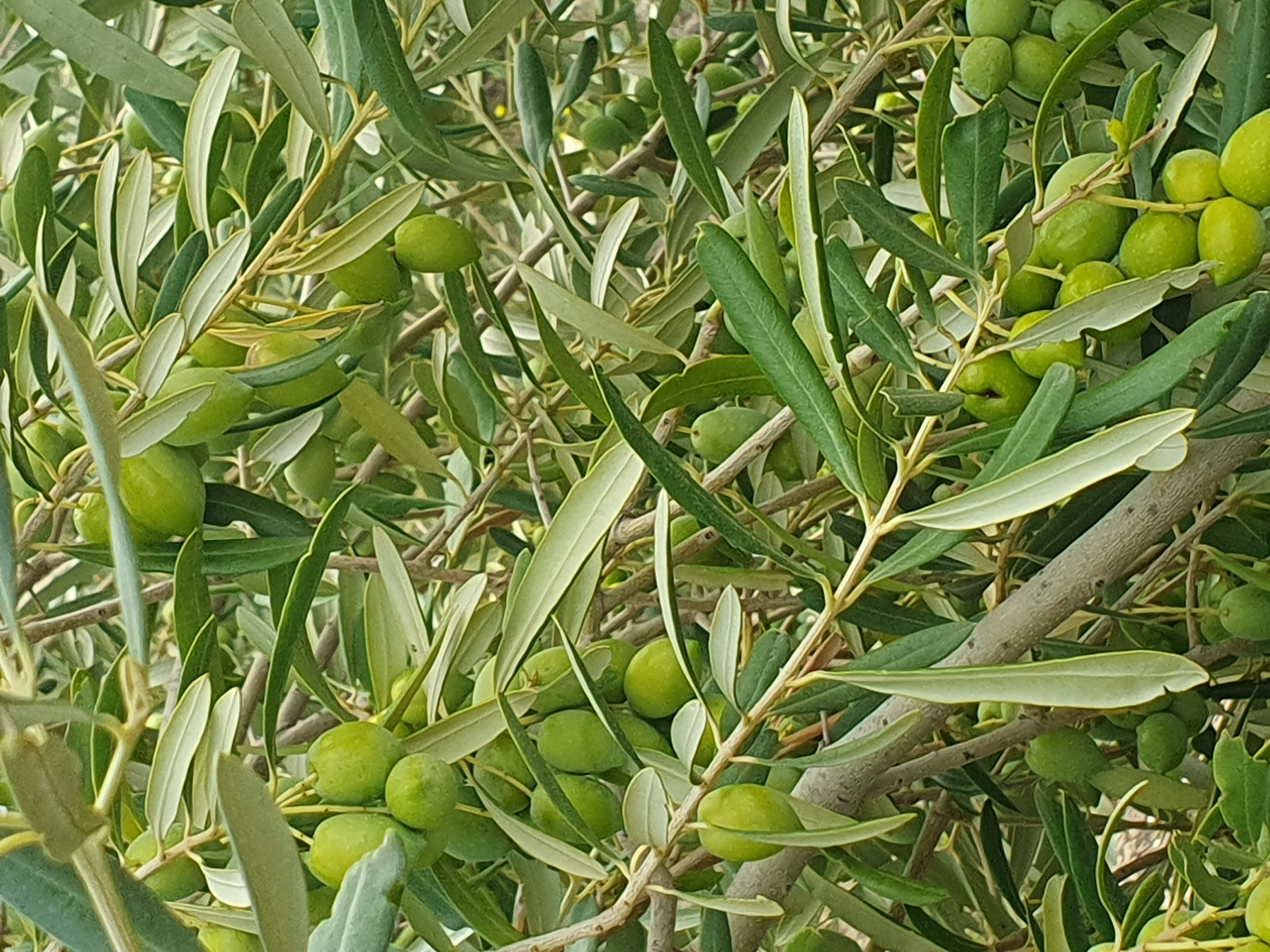 L'OLIVINE — photo 3