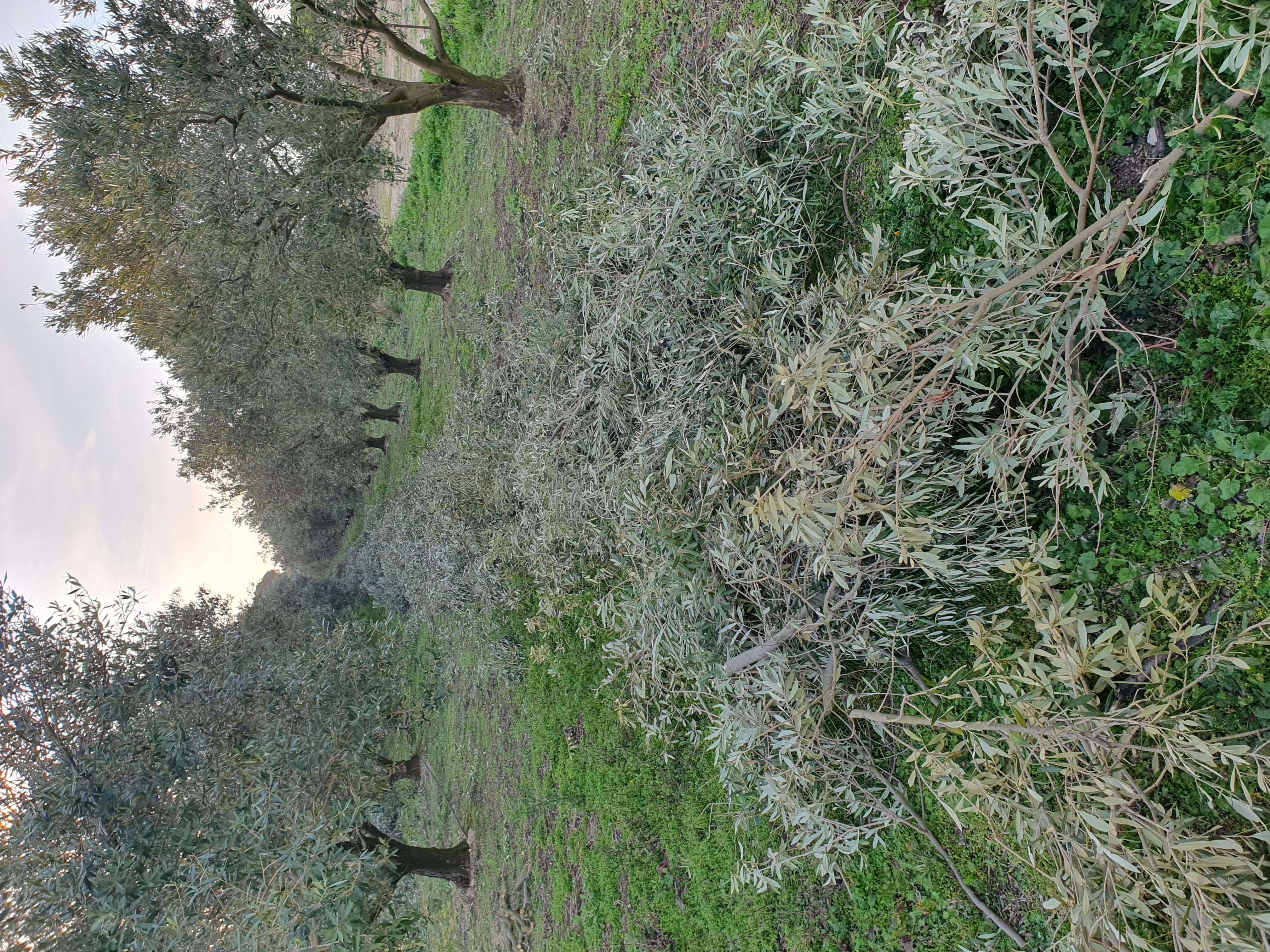 L'OLIVINE — photo 2