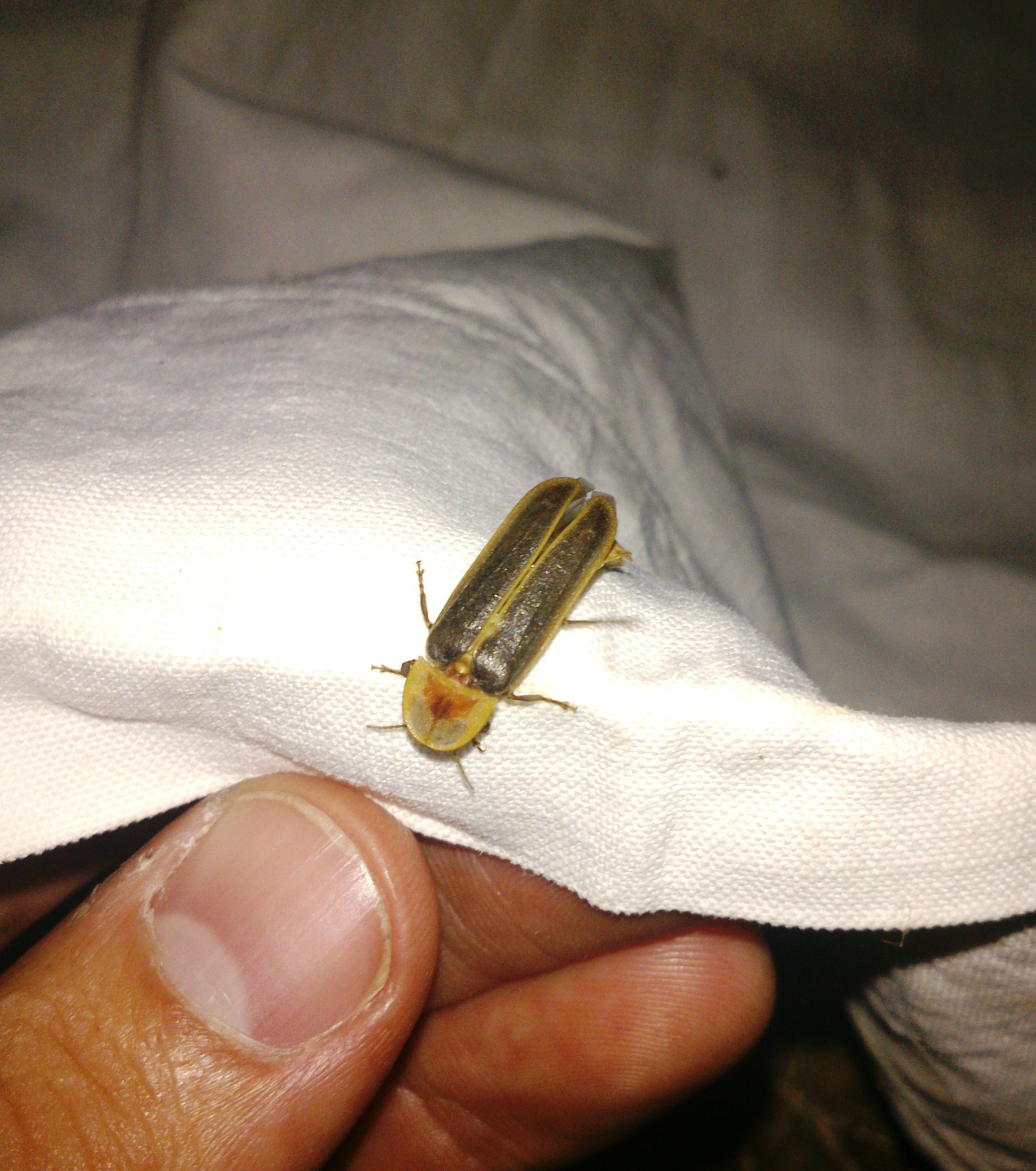 LA NUIT… DES INSECTES!