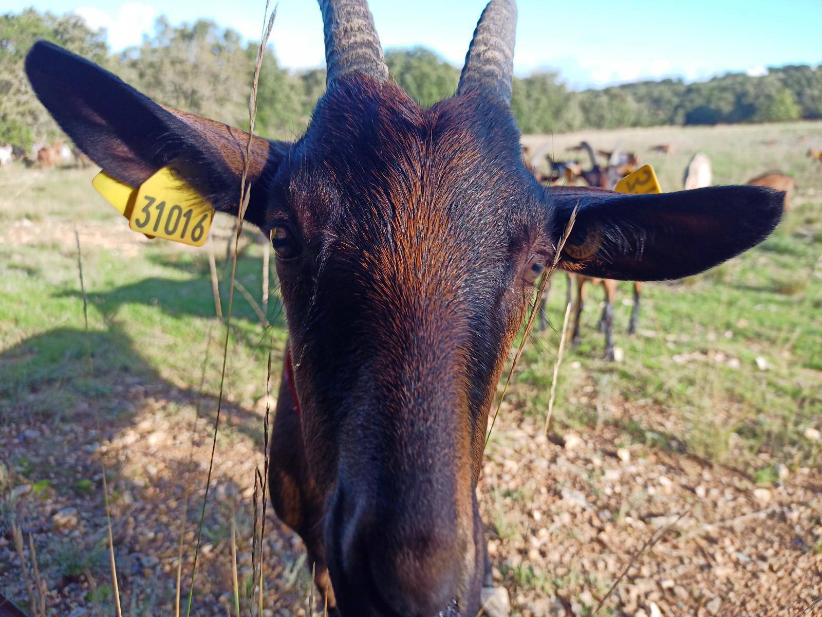 FERME L'OREE DES CHÊNES