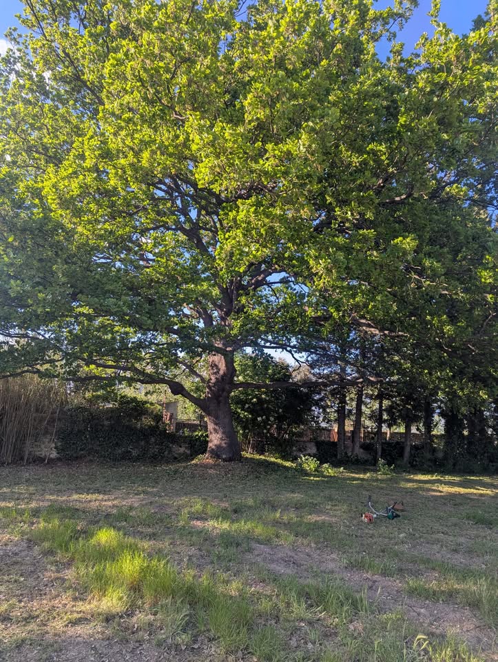 LE CHÊNE RESTAURANT-GUINGUETTE
