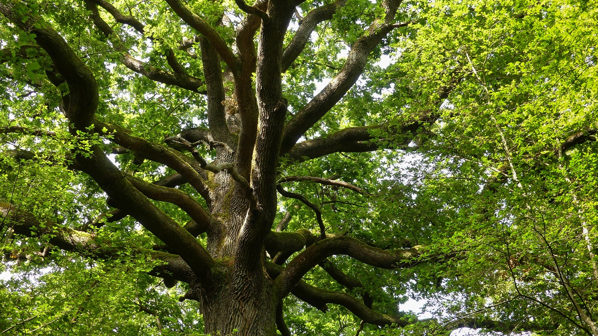 5-12_cinedebat-arbres-remarquables©shutterstock_1875691462