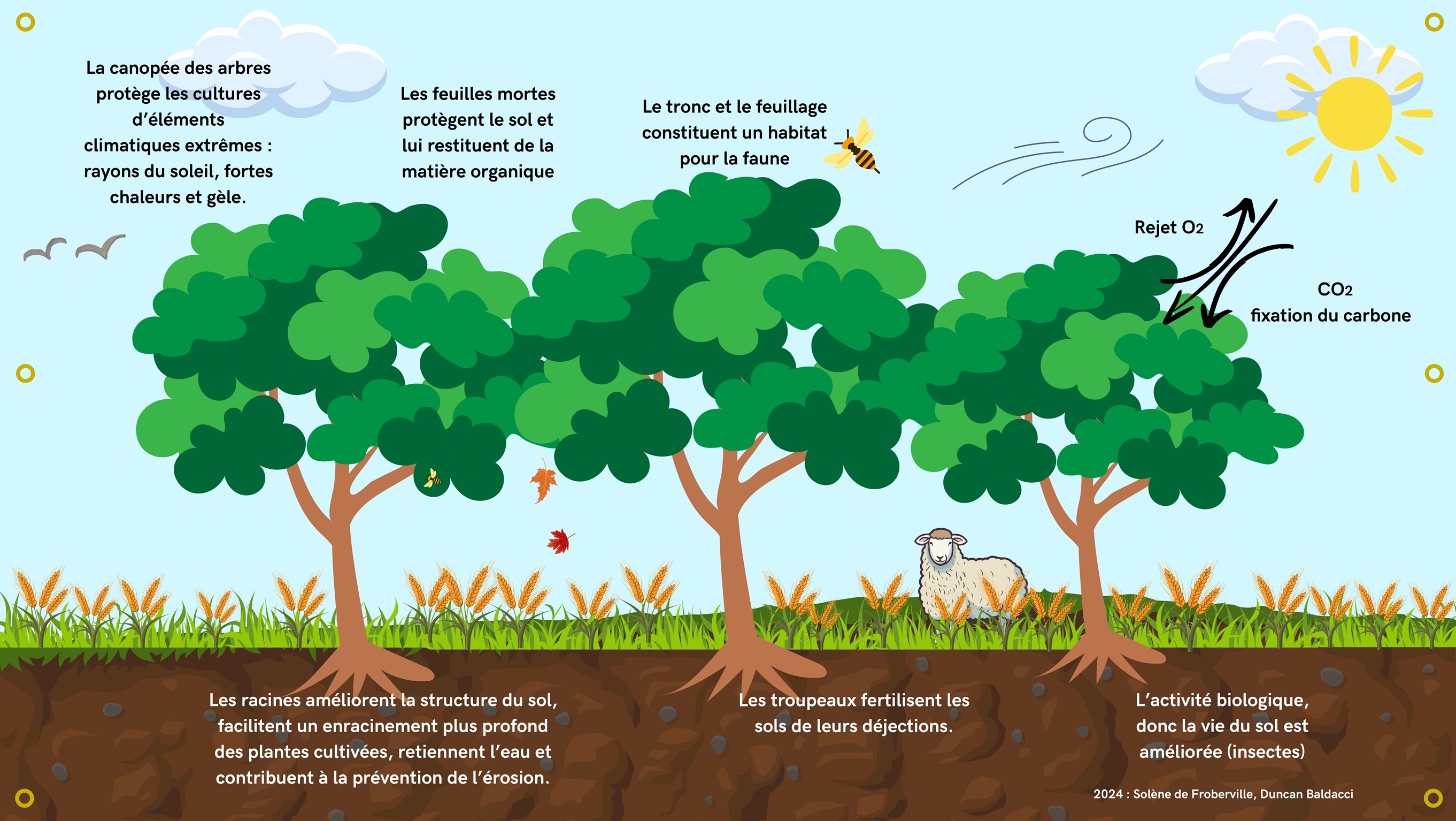 L’AGROFORESTERIE M’A DIT ….. OBSERVER, ÉCOUTER, JOUER, COMPRENDRE…