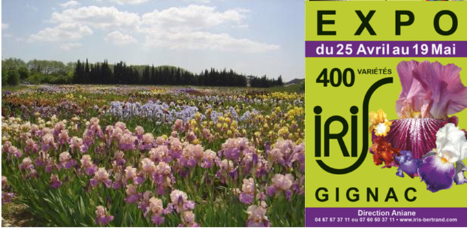 EXPOSITION D'IRIS
