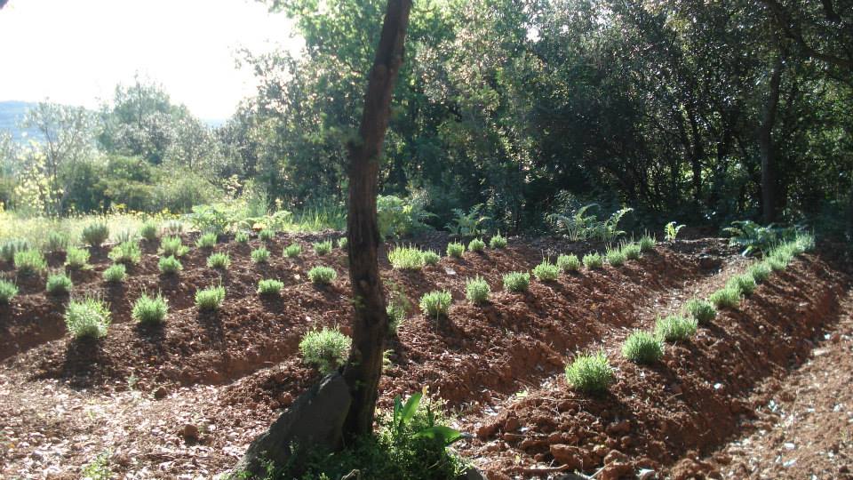 ATELIER DE DÉCOUVERTE DES PLANTES AROMATIQUES