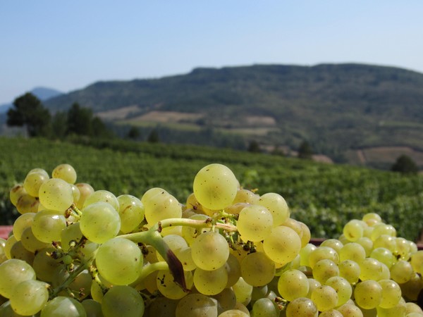 DOMAINE SAINT JACQUES