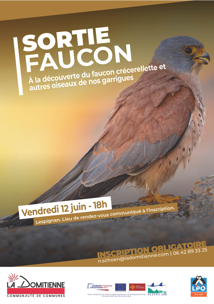 FAUCON CRÉCERELLETTE (ET AUTRES OISEAUX)