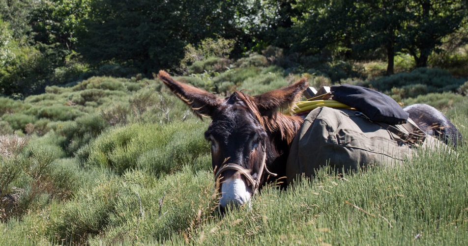 Balladanes Balladanes