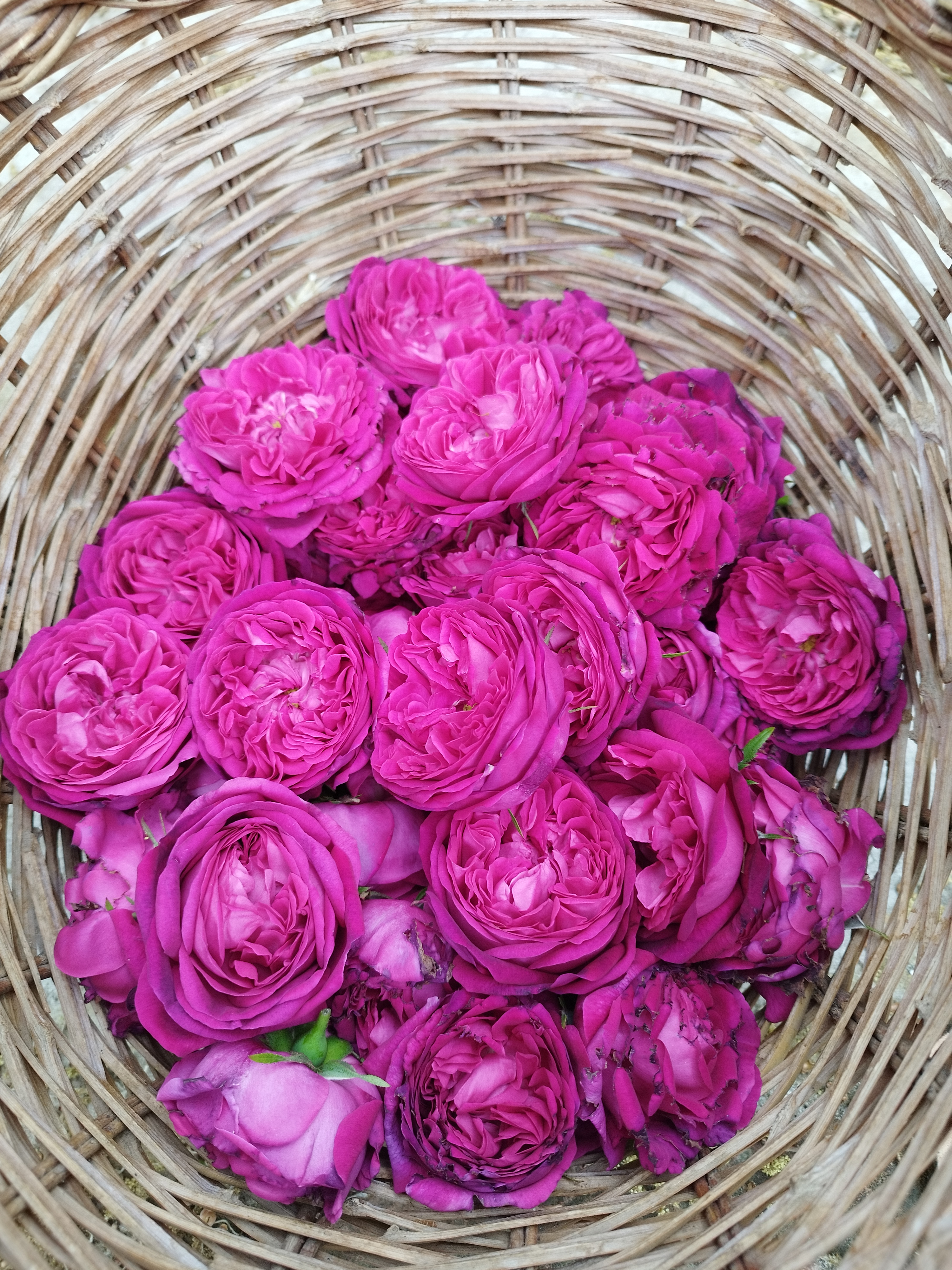 LES ROSES DE NÉBIAN