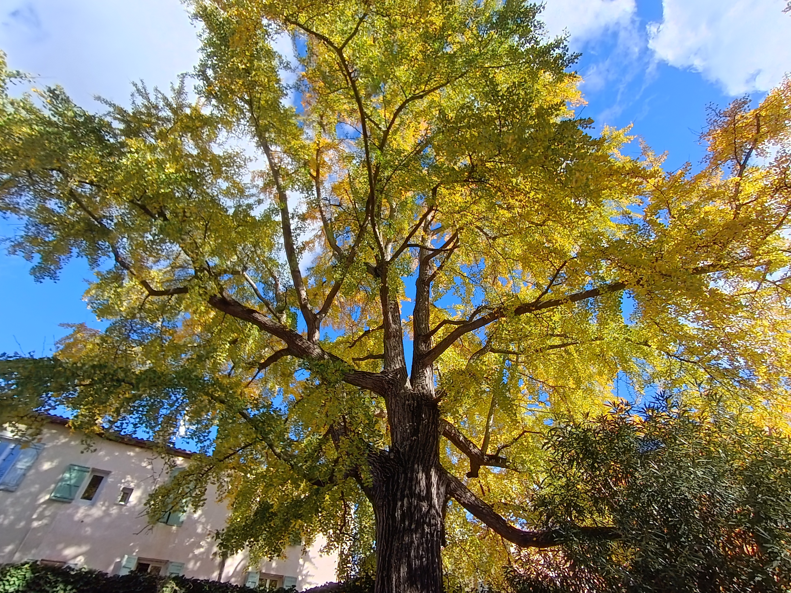 GINKGO BILOBA