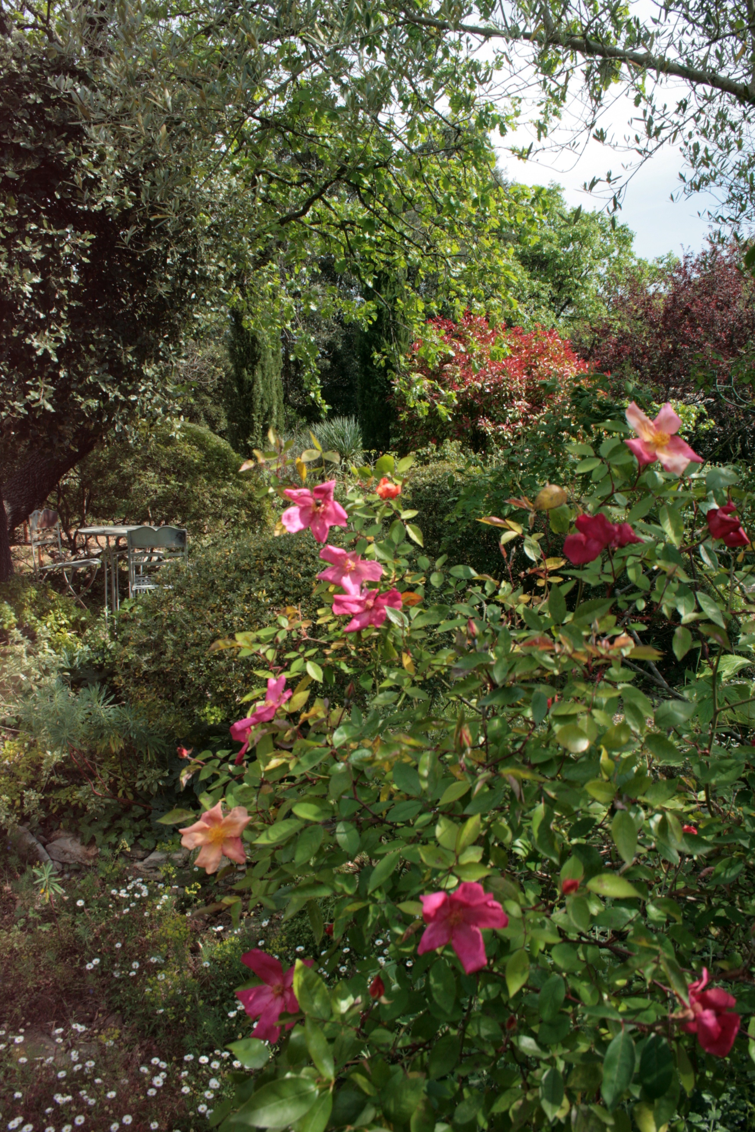 LE JARDIN DE LA TAILLADE