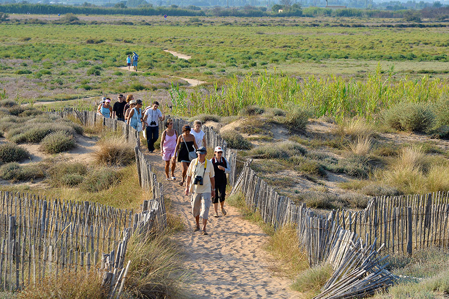 Les Orpellières-les ganivelles aident a reconstituer les dunes- JP Degas