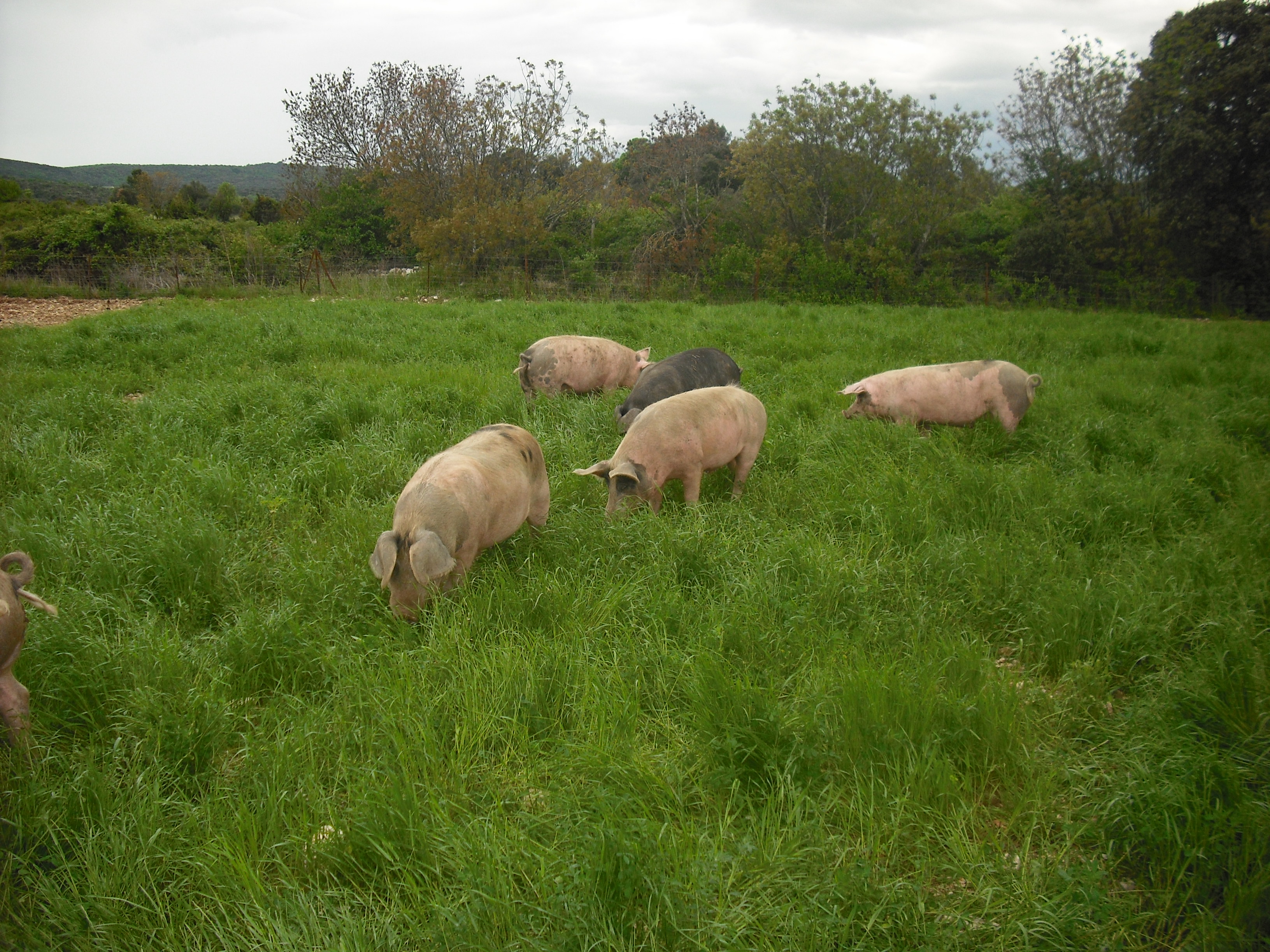 © Les cochons des Agriolles
