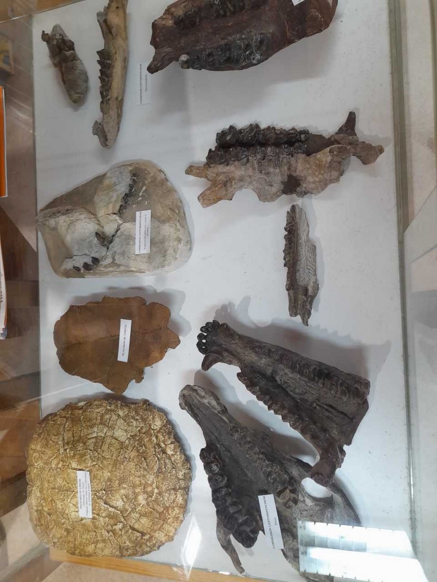 MUSÉE DES FOSSILES ET DES MINÉRAUX