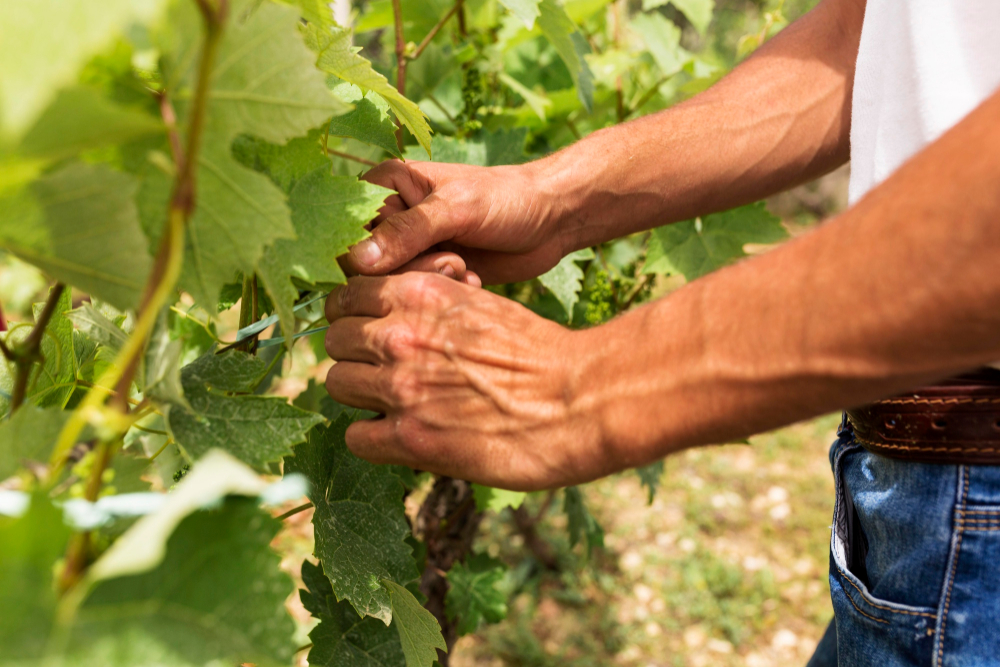 DOMAINE DE CLEMENTINE