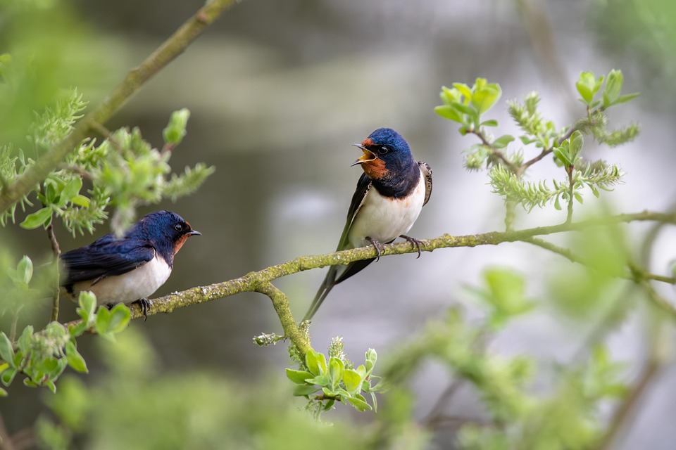 INITIATION AUX CHANTS D’OISEAUX DES CAMPAGNES  — visuel événement
