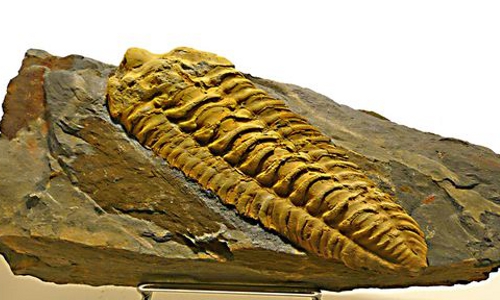 PCU - Musée du Cambrien - 004 -Fossile clair
