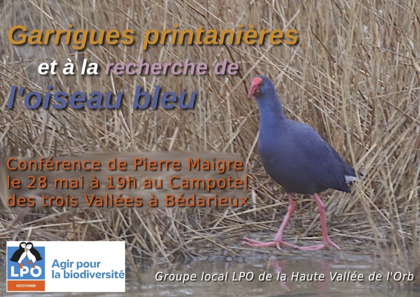 LPO PRÉSENTATION DE DEUX FILMS AVEC PIERRE MAIGRE — visuel événement