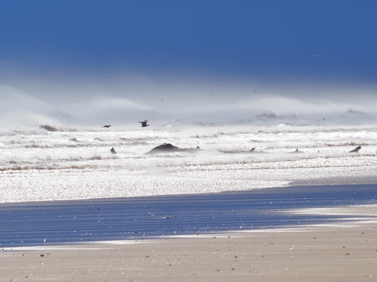 PLAGE SAUVAGE DE LA VIEILLE NOUVELLE