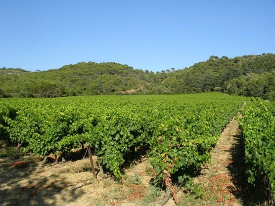 AIRE MAS RENE GUILHEM - CAMPING CAR