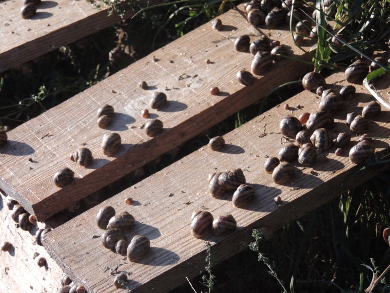 Sud'helix (escargots) 1