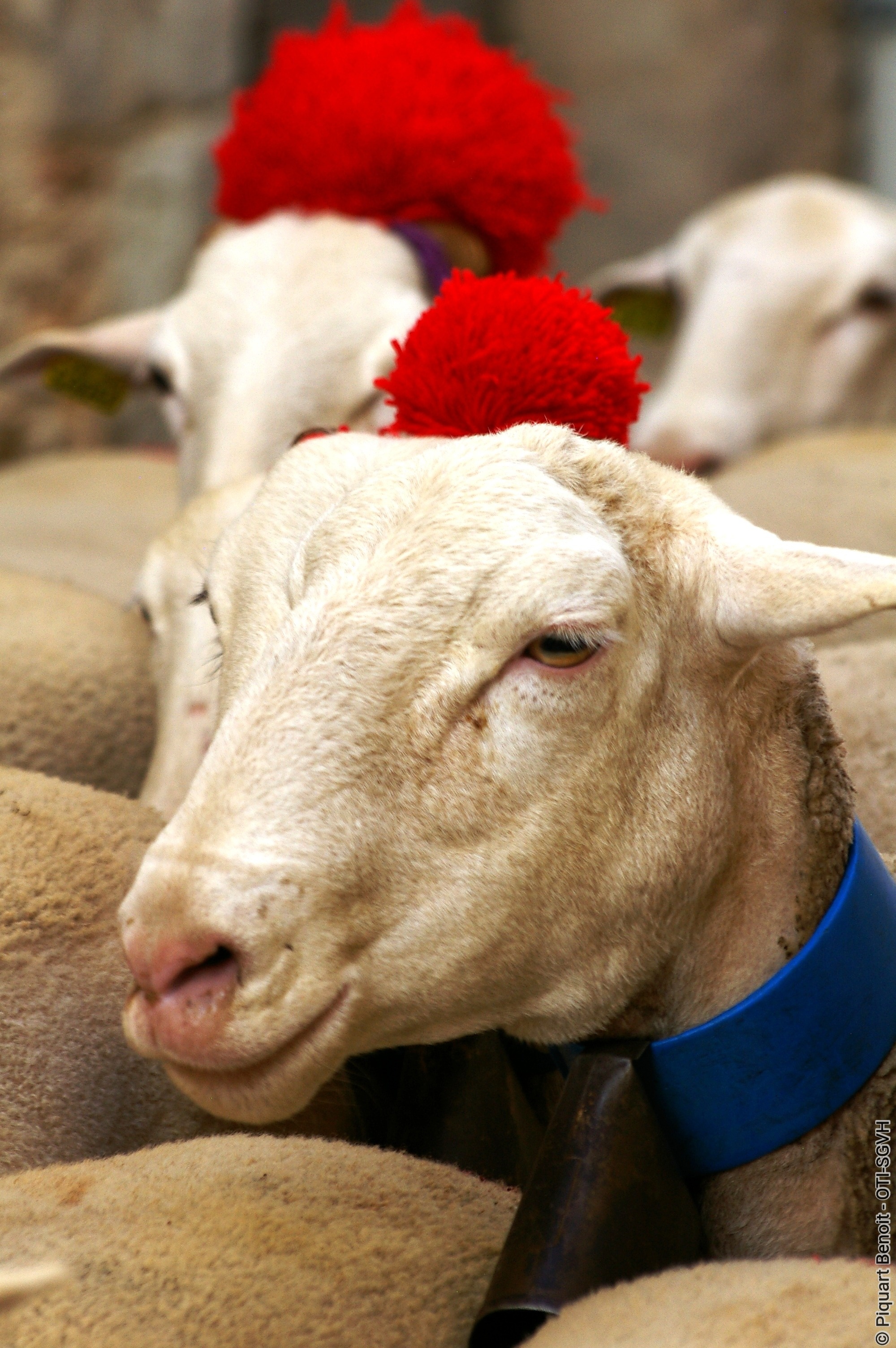FÊTE DU PASTORALISME AUX LAVAGNES — visuel événement