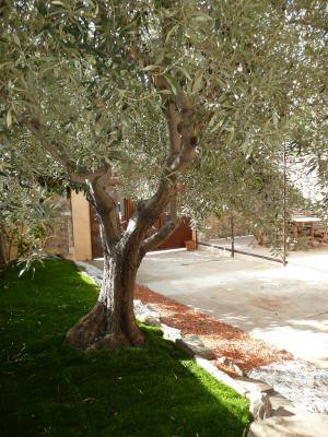 L'olivier dans la cour