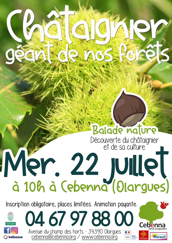 BALADE NATURE : LE CHÂTAIGNIER, GÉANT DE NOS FORÊTS !