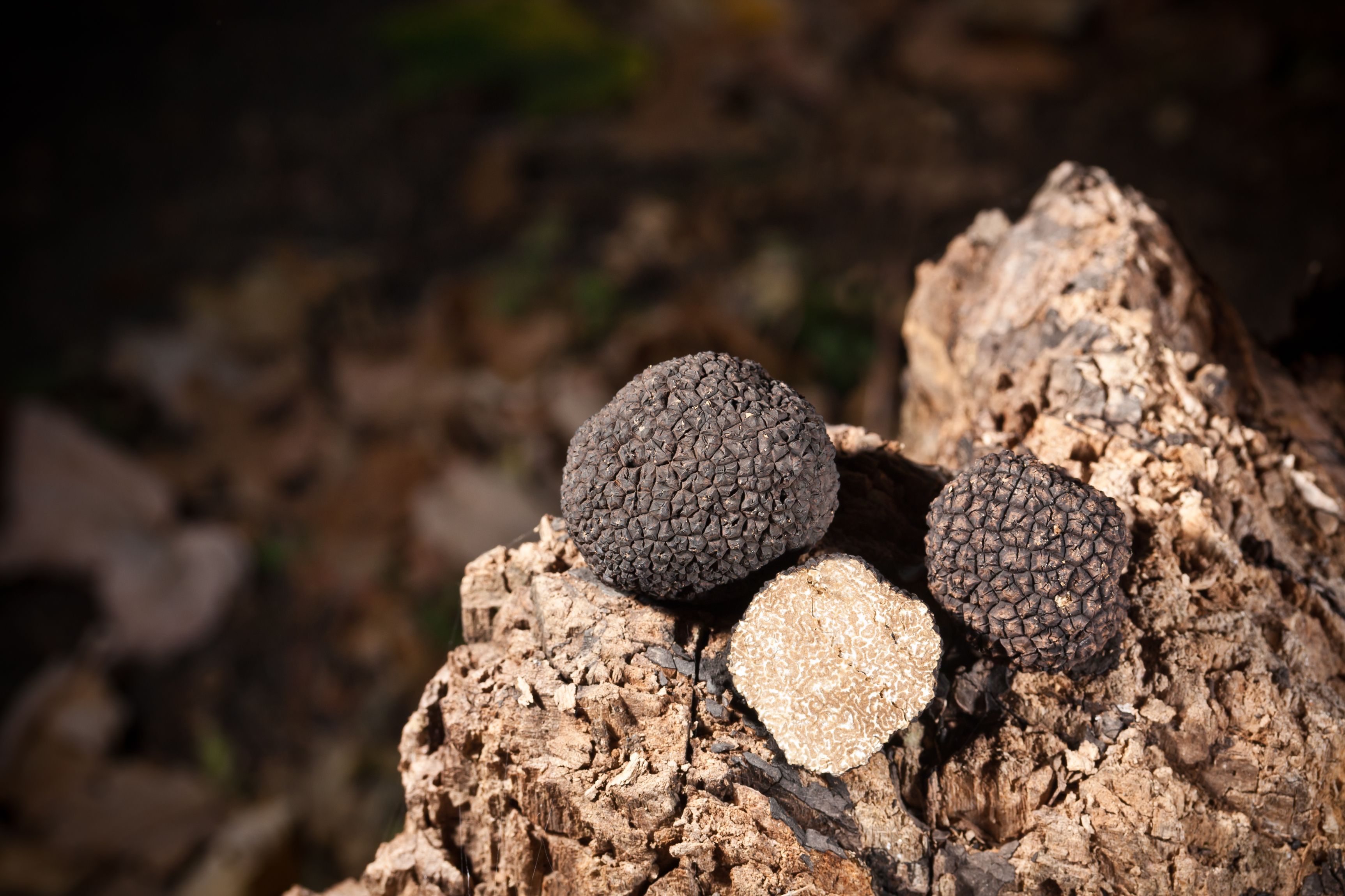 black-truffles-on-wood-2