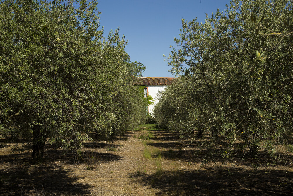 DOMAINE CHATEAU COUJAN