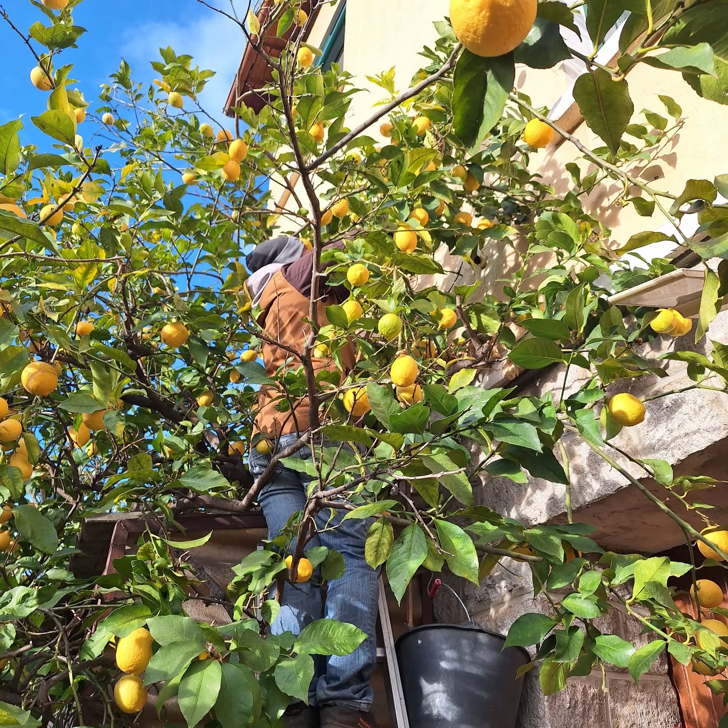 LE CHAMP DES SORBETS