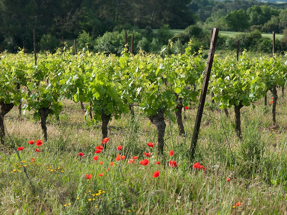 DOMAINE DE LA SAPINIÈRE
