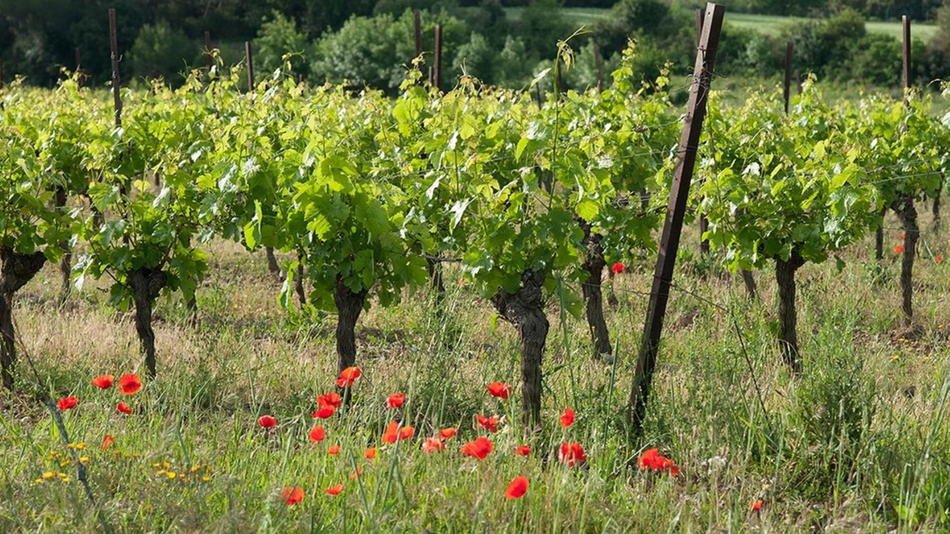 DOMAINE DE LA SAPINIERE