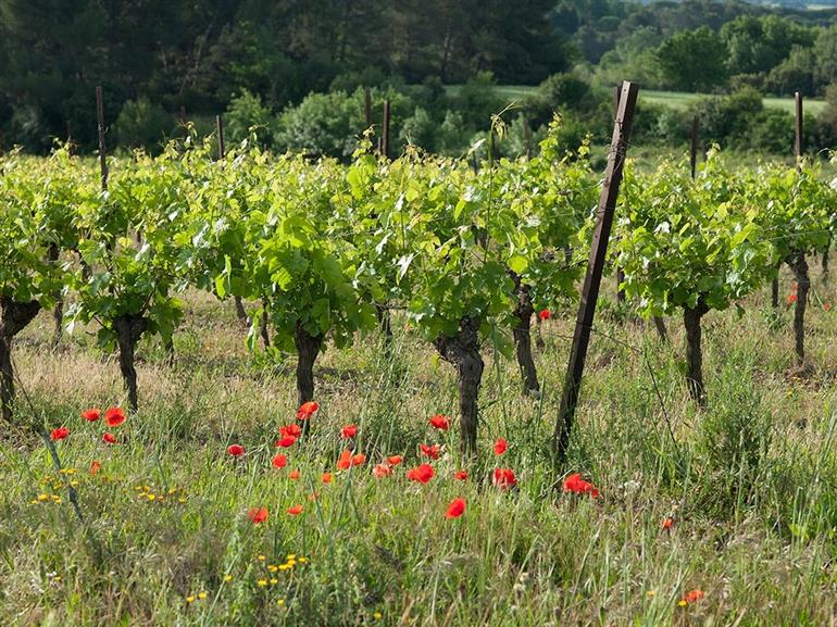 DOMAINE DE LA SAPINIERE
