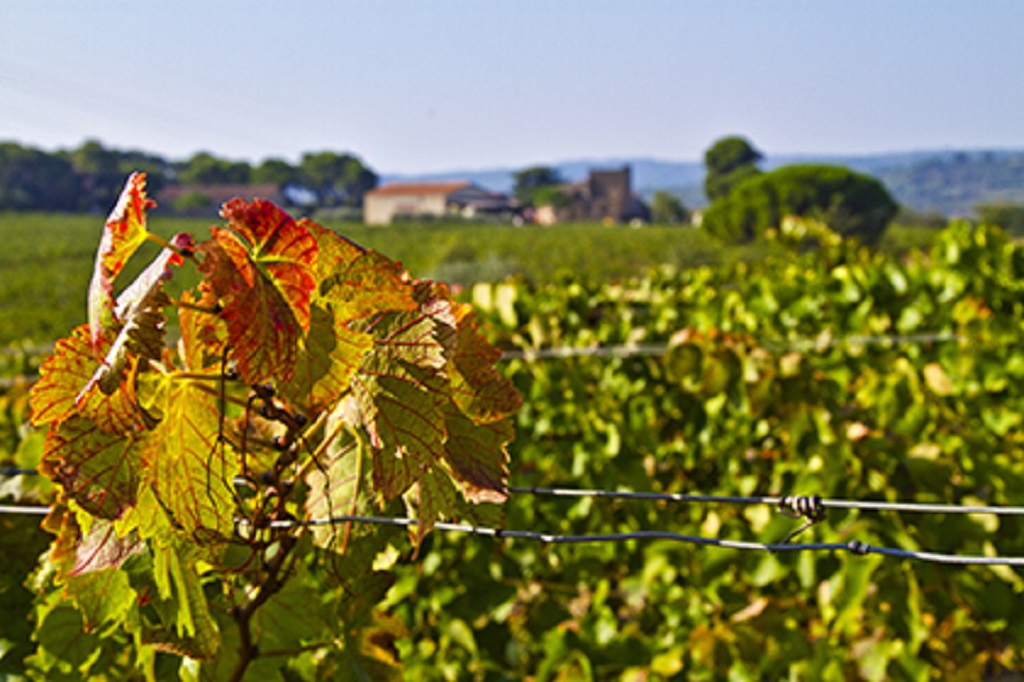 UN VIGNOBLE LANGUEDOCIEN EN AGRICULTURE DURABLE