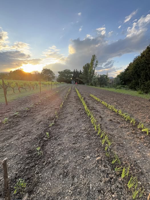 LE CHÊNE RESTAURANT-GUINGUETTE, Jonquières