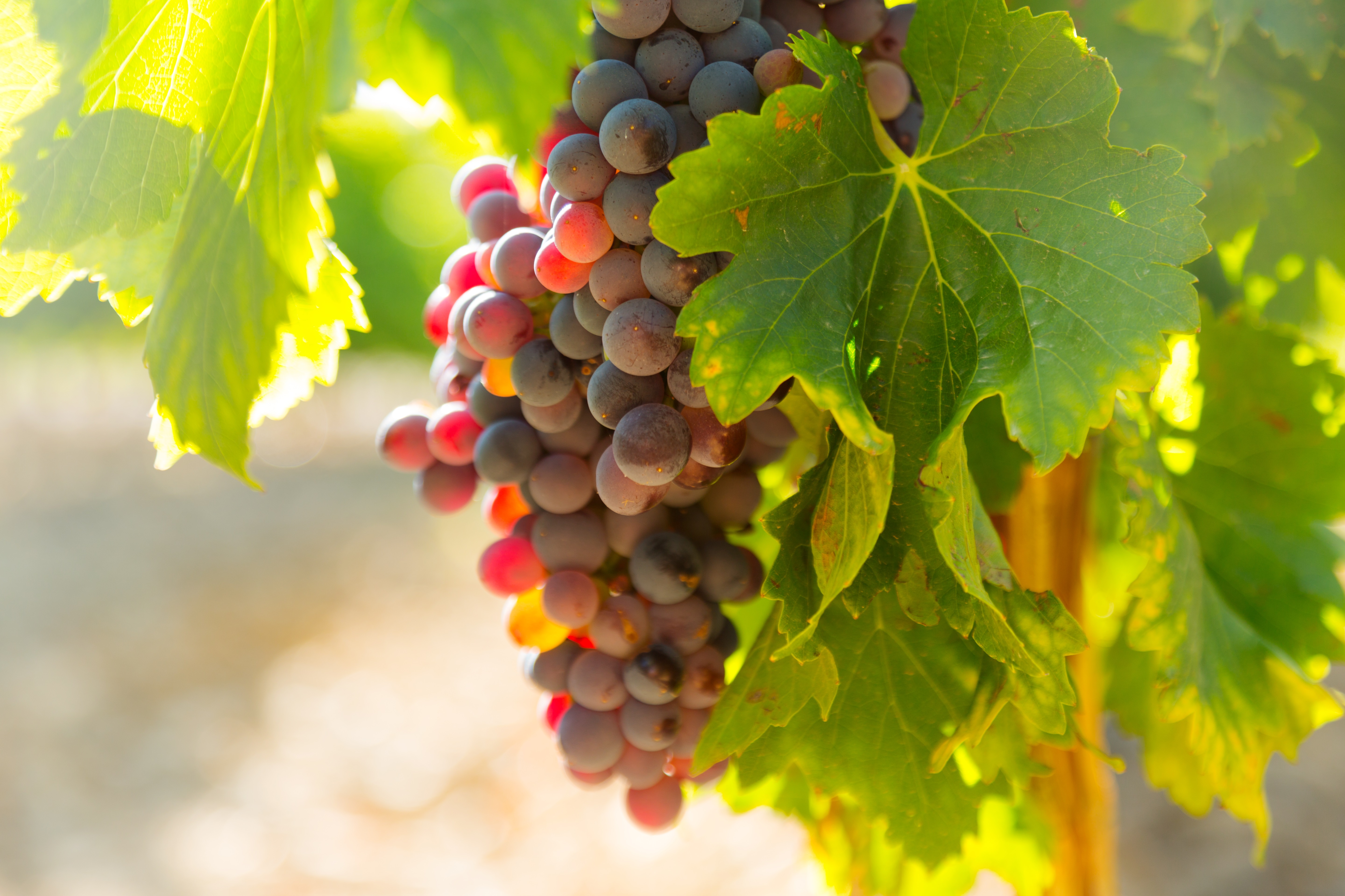 DOMAINE DE L ACCENT